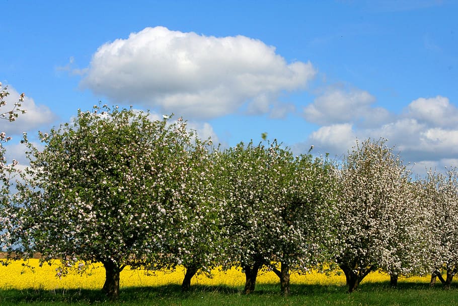 spring, apple, tree, plant, sky, field, growth, beauty in nature HD wallpaper