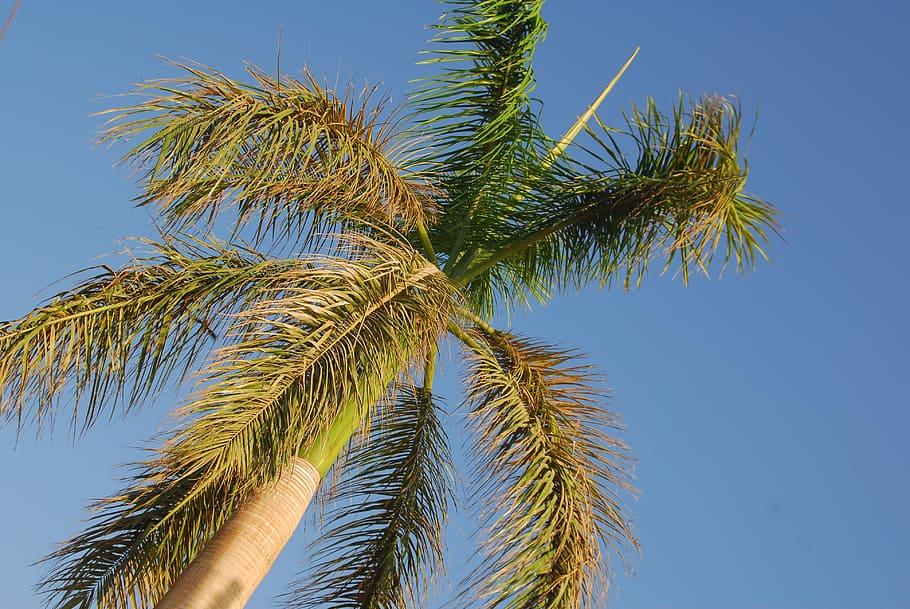 tropical, tree, blue, sky, outdoor, green, sunny, bright, plant HD wallpaper