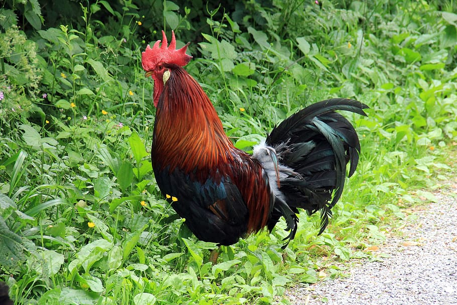Animal, Poultry, Hahn, chicken - bird, livestock, rooster, domestic animals HD wallpaper