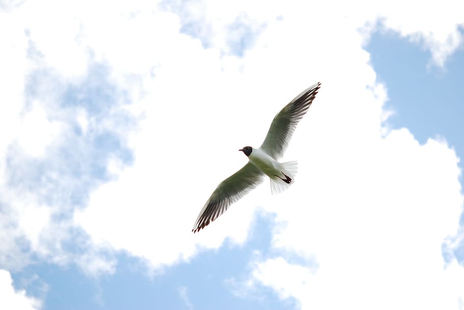 seagull in flight under cloudy sky, Clouds, White, Weather HD wallpaper