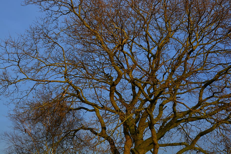 Tree, Kahl, Aesthetic, Winter, nature, sky, day, branch, outdoors HD wallpaper