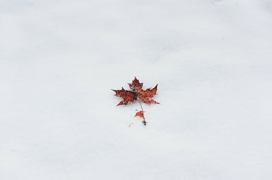 brown leaf, winter, maple, minimalist, simple, ppt backgrounds, HD wallpaper