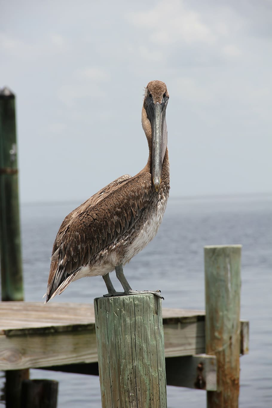 pelikan, florida, web, bird, pelican, nature, sea, outdoors, HD wallpaper