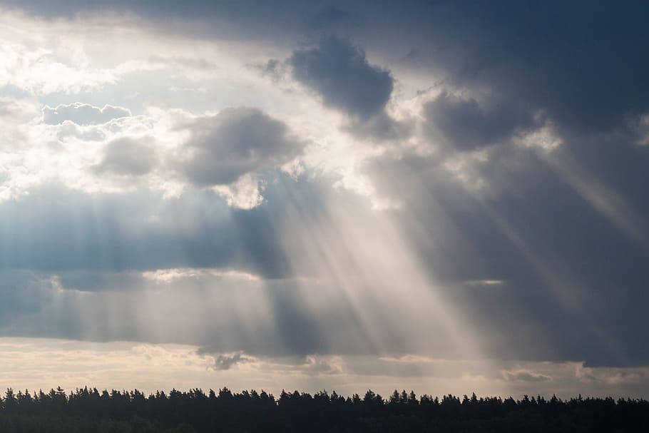 silhouette of trees and sun rays, light, sky, clouds, bright HD wallpaper