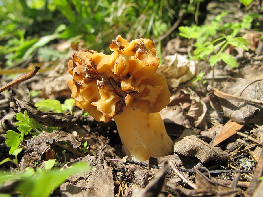 fungus, e czech, smrž, growth, plant, land, field, nature HD wallpaper