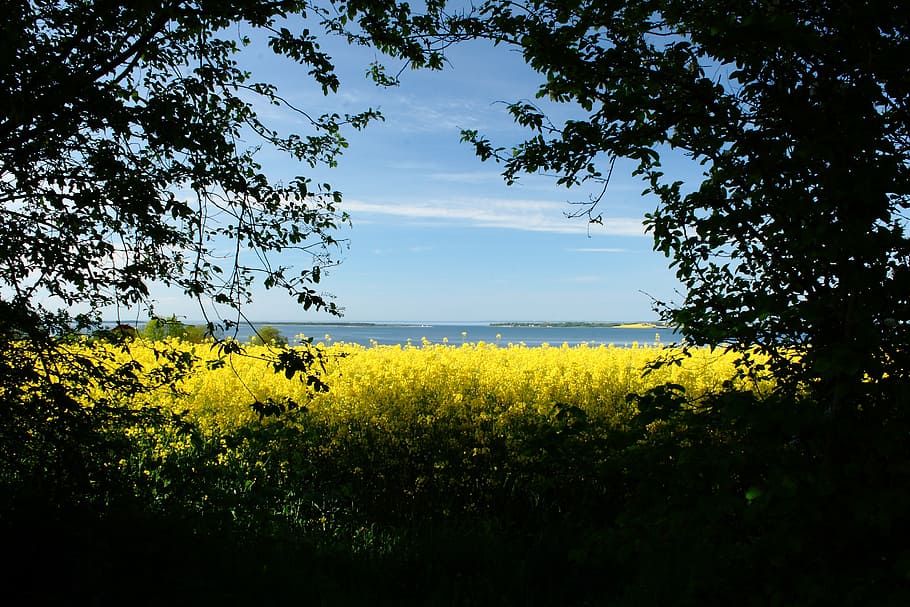 mark, yellow, natural, denmark, oilseed rape, view, landscape HD wallpaper