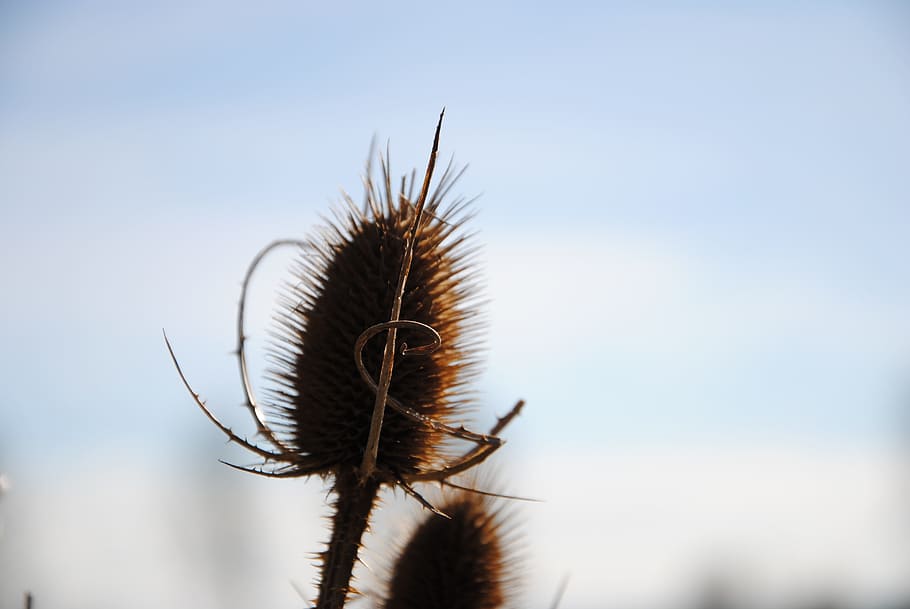 Nature, Thistle, Flower, prickly, incomplete, meadow, blossom HD wallpaper