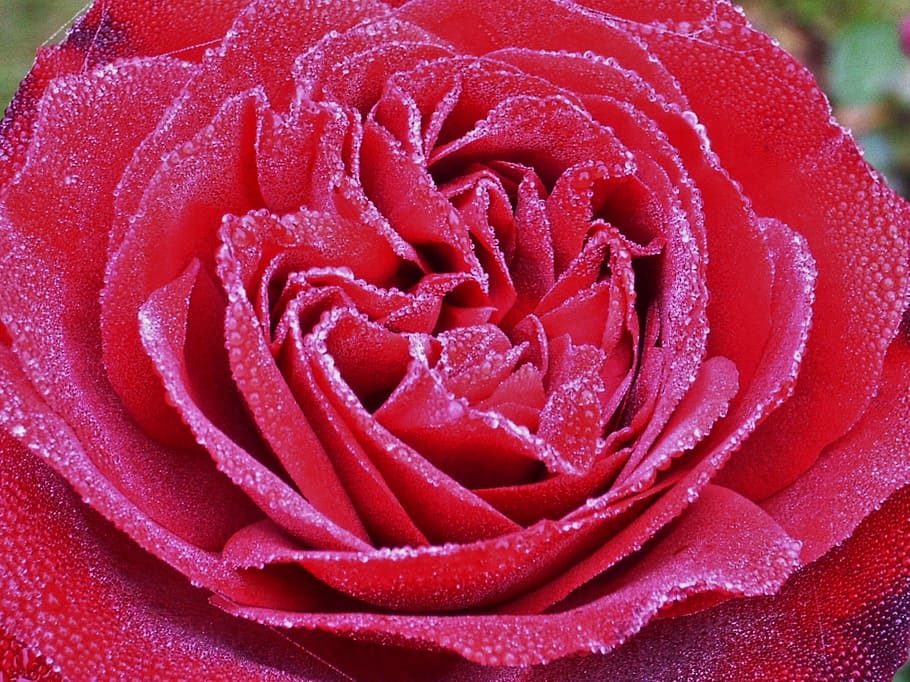 rose, dew, blossom, bloom, petals, close-up, flower, freshness HD wallpaper