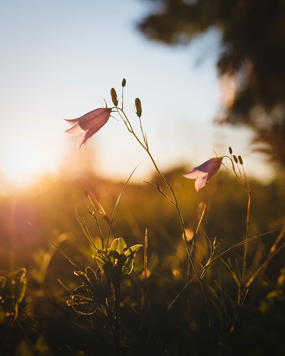 pink flowers field, nature, summer, sunset, mood, calm, beautifull HD wallpaper