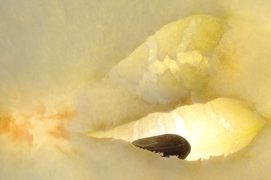 apple, macro, fruit, close, kernobstgewaechs, no people, geology HD wallpaper