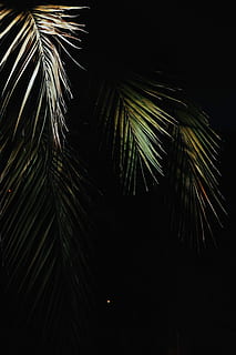 green palm tree, photo of palm tree, leaf, light, warm, color HD wallpaper