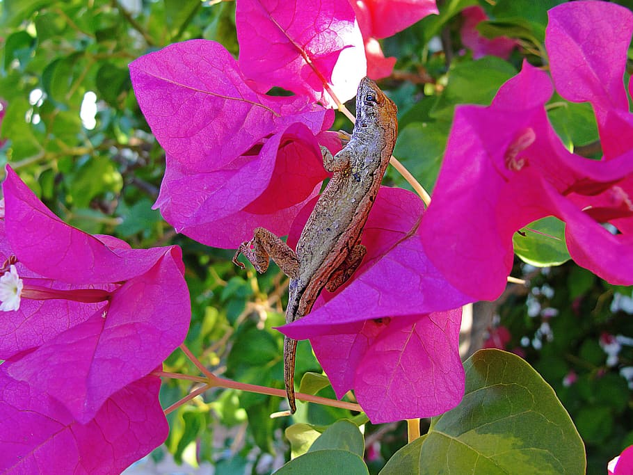 lizard, nature, wildlife, plant part, leaf, growth, beauty in nature HD wallpaper