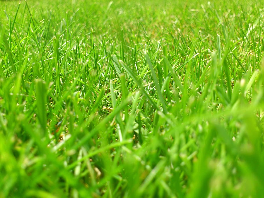 green grass, Meadow, Rush, Grass, Green, blade of grass, grasses HD wallpaper