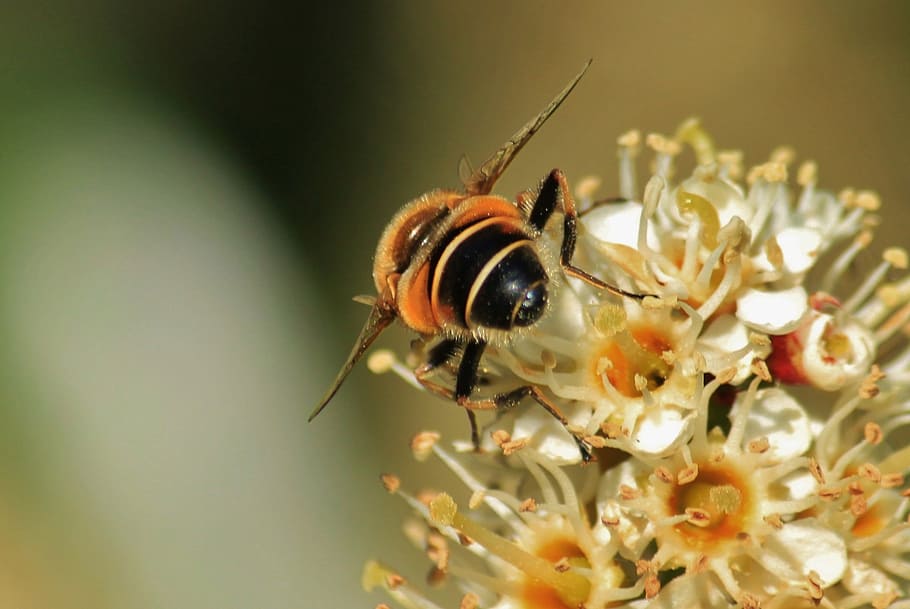 bee, blossom, bloom, pollen, macro, insect, pollination, close HD wallpaper