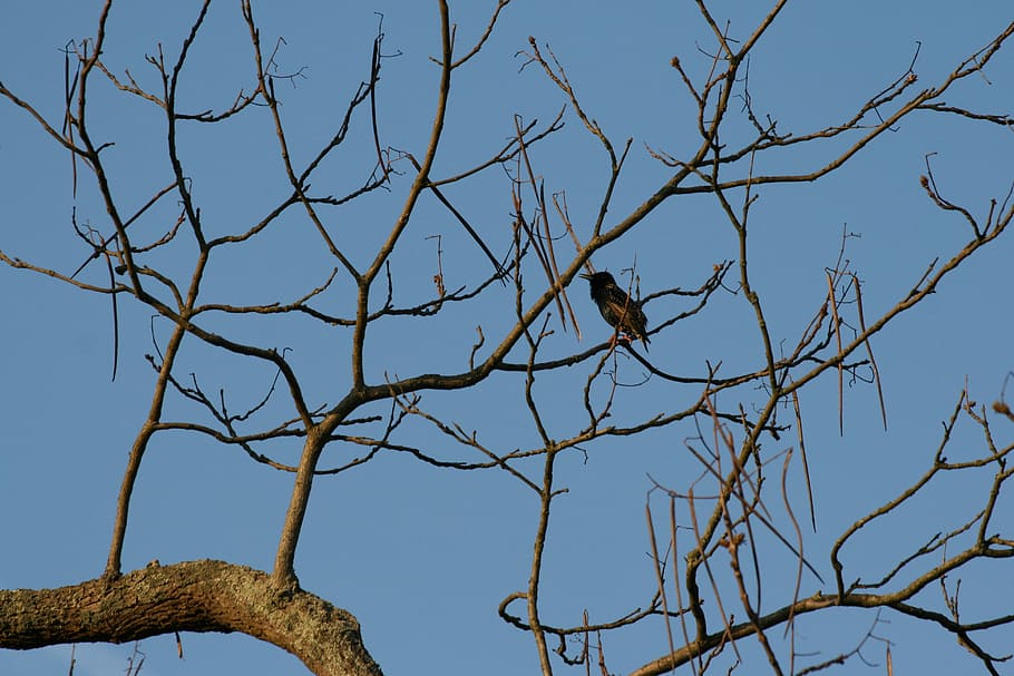 Blackbird, Tree, Spring, Blue, Air, branches, animal, sky, bare tree HD wallpaper