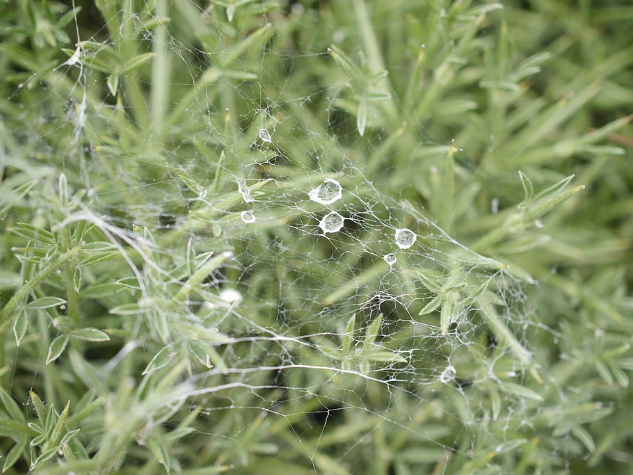 plant, bush, macro, growth, green color, beauty in nature, fragility HD wallpaper