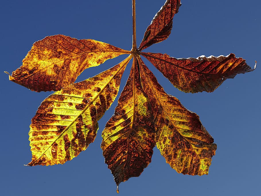 leaf, autumn, fall color, chestnut, chestnut leaf, blue sky HD wallpaper