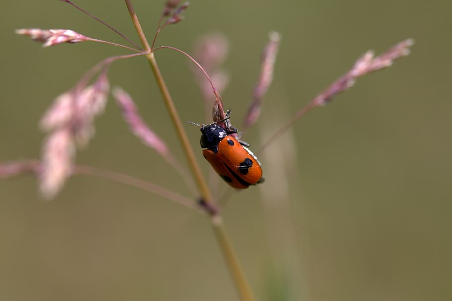 insecta, red, black, plant, rest, one animal, animal themes HD wallpaper