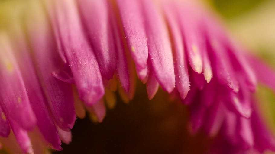 pink, closeup, violet, leaf, flower, detail of, nature, pink flower HD wallpaper