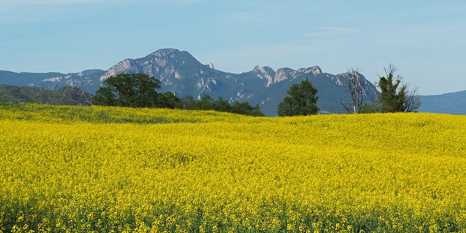 field, nature, summer, spring, green, outdoor, natural, meadow HD wallpaper