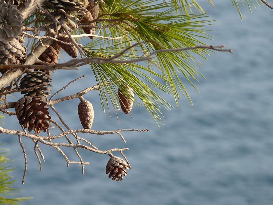 pine, cone, sicily, nature, holiday, ocean, shore, plant, growth HD wallpaper