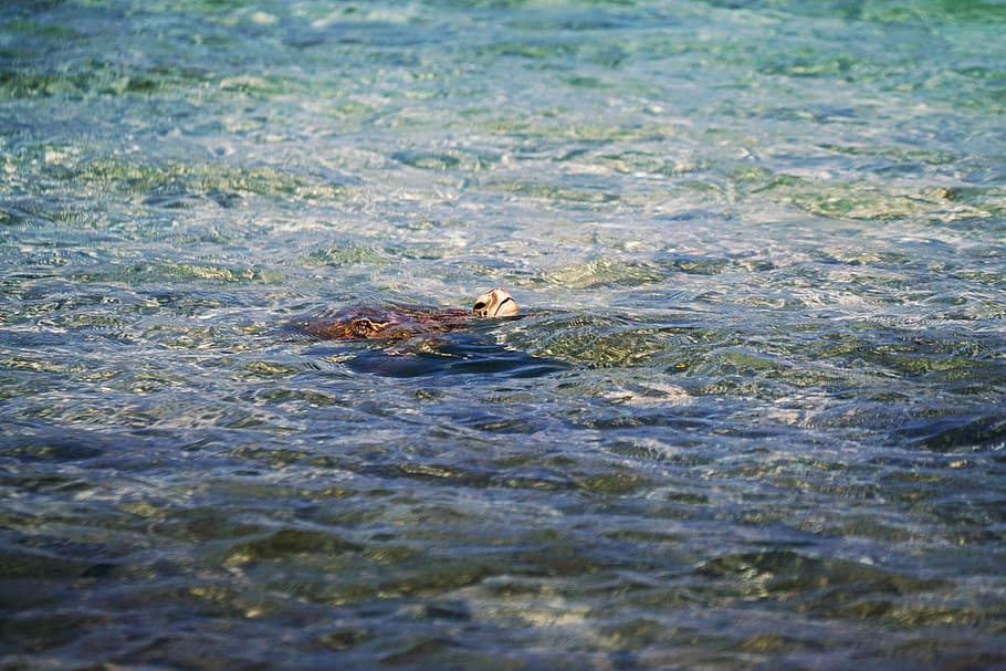 animal swimming on water, low-angle of swimming turtle, sea, ocean HD wallpaper