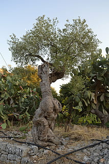 tree, olive tree, puglia, olives, olive grove, agriculture HD wallpaper
