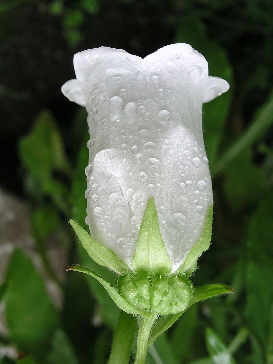 flower, white, bloom, fresh, dew, freshness, raindrop, macro HD wallpaper
