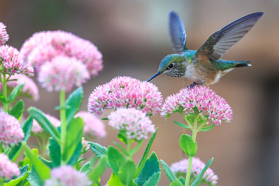 Desktop Wallpaper Hummingbird Adorable Bird Cute Colorful Hd Image  Picture Background 7dbciu