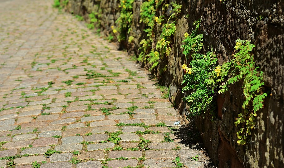 patch, cobblestones, road, wall, stone herb, rock stone herb HD wallpaper