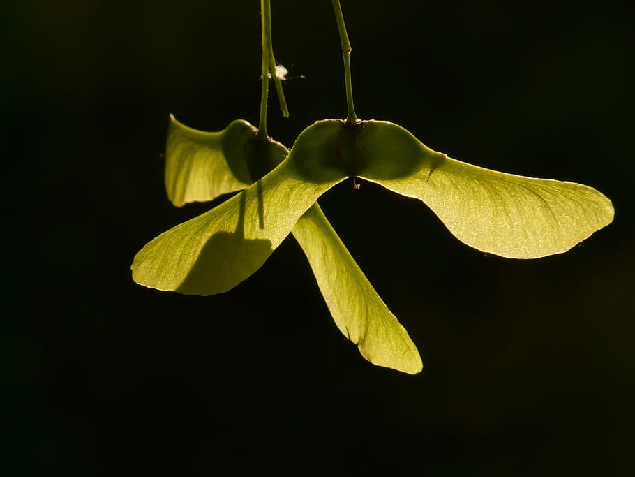 maple fruit, tree, green, sun, light, illuminate, column fruit HD wallpaper