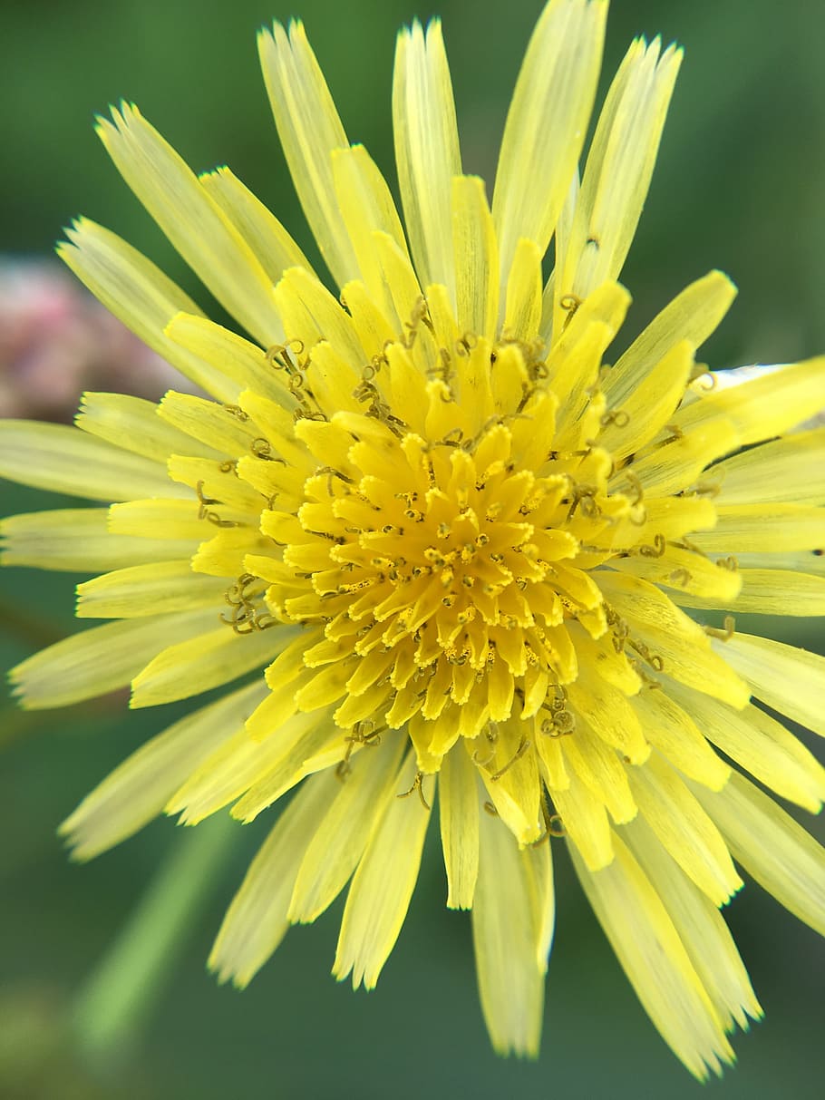 macro, flower, yellow, nature, floral, blossom, blooming, botany HD wallpaper
