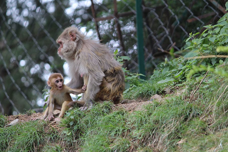 Baby Monkey, Mother, Shimla, mother monkey, rhesus macaques, HD wallpaper