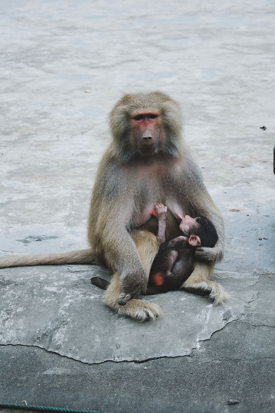 gray and black baboon, gray mother monkey with its baby sucking to her breast HD wallpaper