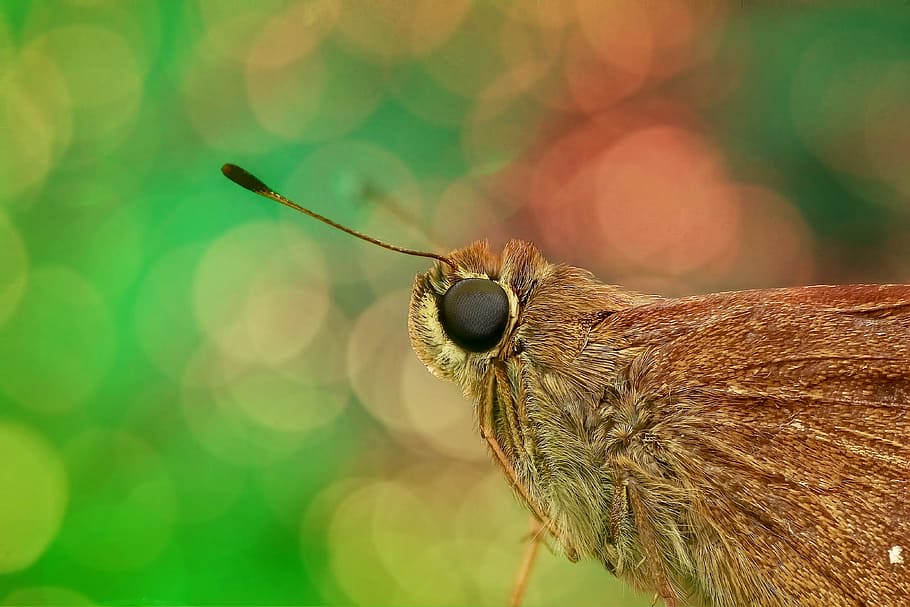 macro photography of brown moth, skipper, close up, butterfly HD wallpaper