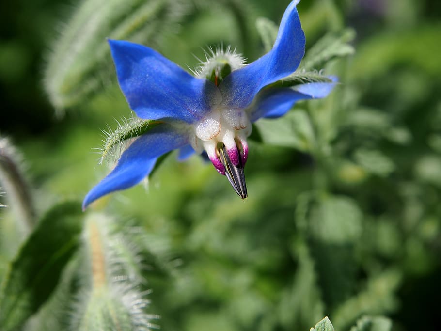 borage, flowers, blue, summer, herbs, garden, cucumber herb HD wallpaper