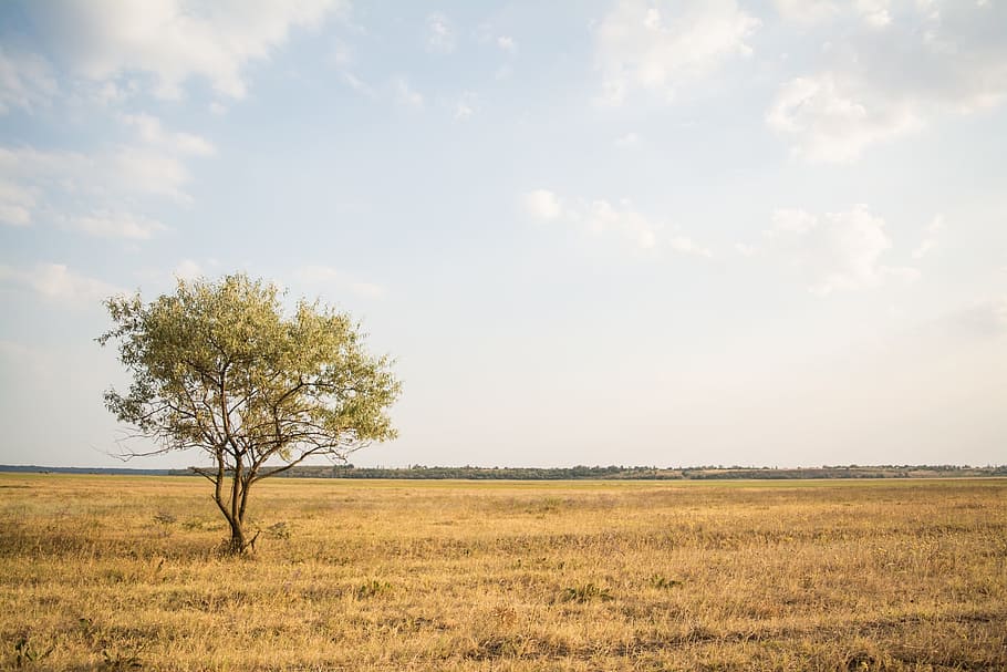 green trees on brown field under clear sky, grass, fields, rural HD wallpaper