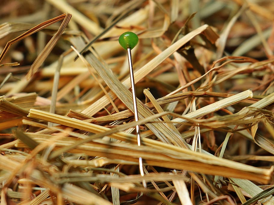 silver and green frame surrounded by dried leaves, needle in a haystack, HD wallpaper