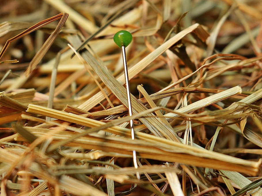silver and green frame surrounded by dried leaves, needle in a haystack HD wallpaper