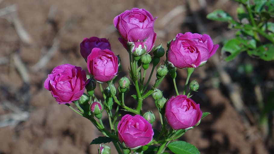 rose, flower, garden, nature, plant, petal, flowering plant HD wallpaper