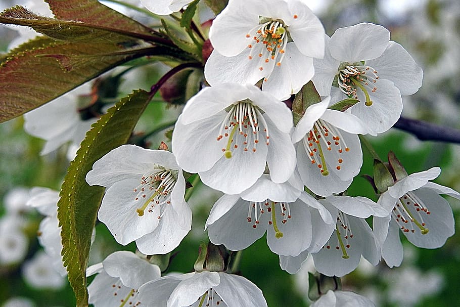 close-up photography if white cherry blossoms, Cherry Blossom, Tree, HD wallpaper