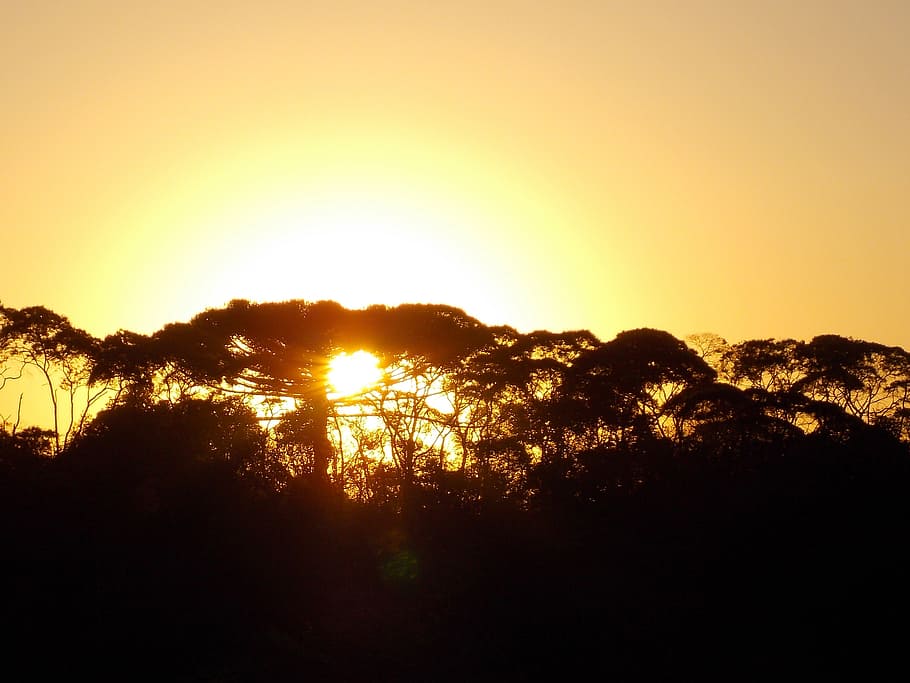 sunset, sky, sol, eventide, horizon, clouds, trees, beauty in nature HD wallpaper