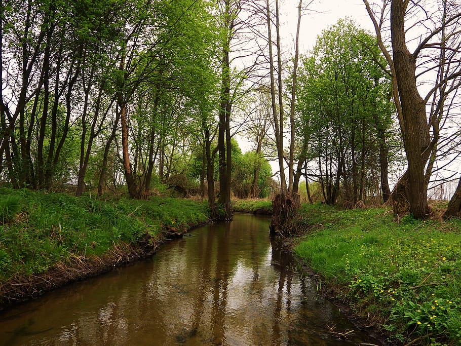 river, spring, stream, nature, landscape, water, brook, tree, HD wallpaper