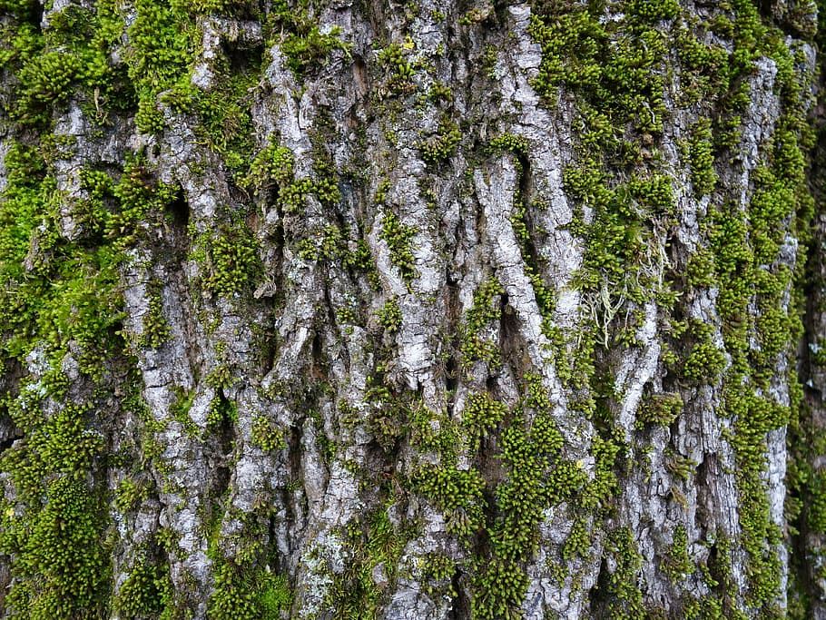 log, moss, bark, net bark, bemoost, nature, plant, background HD wallpaper