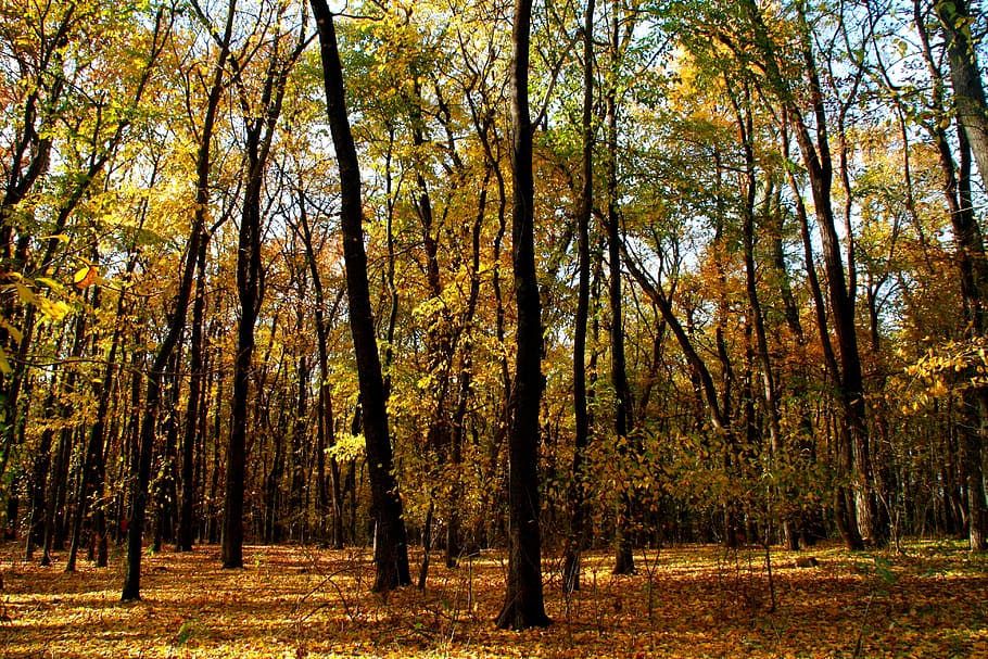 autumn, forest, leaves, tree, red, yellow, landscape, nature HD wallpaper