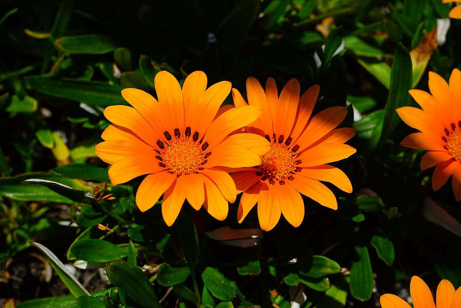 orange flowers, gazania, yellow, bloom, geäugte gazanie, gazania rigens, HD wallpaper