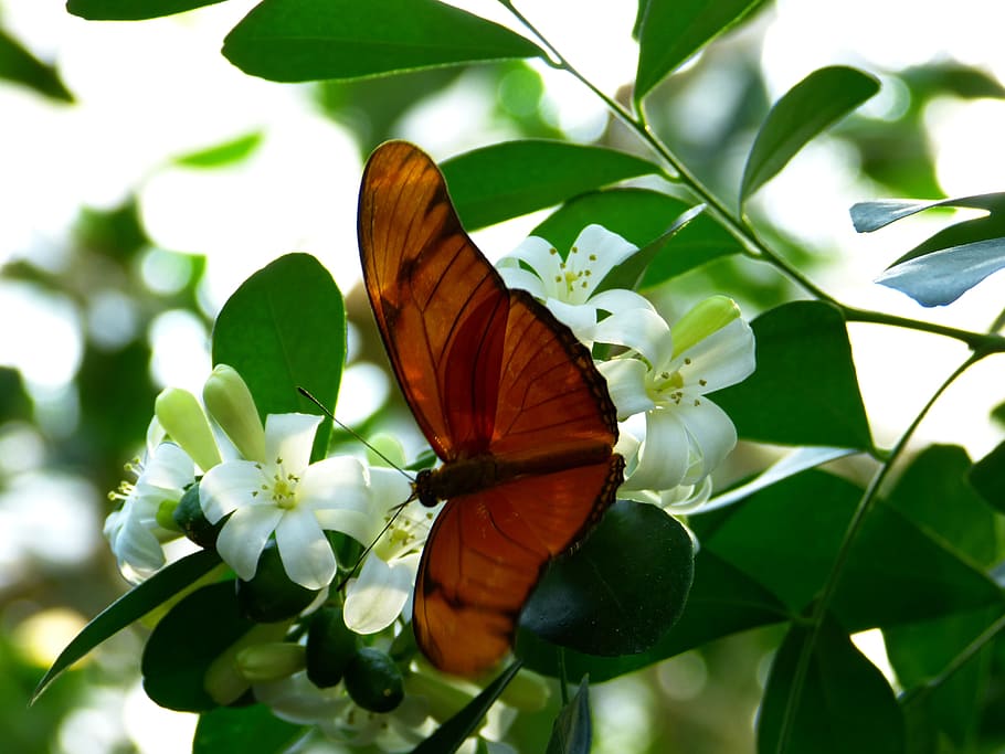 brown and black butterfly on green leaf, julia butterfly, wing, HD wallpaper