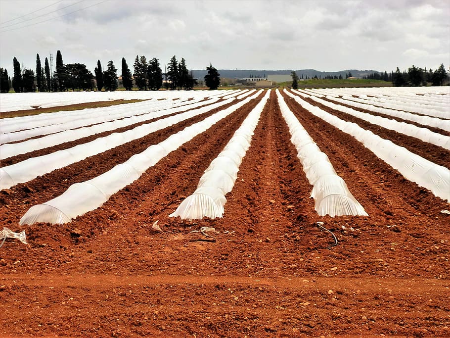 agro-industry, earth, field, no person, outdoor, melon, sky, HD wallpaper