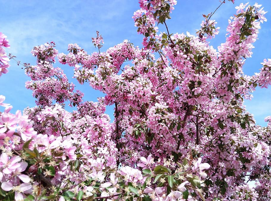 blossoms, flowers, spring, tree, pink, nature, bloom, floral HD wallpaper