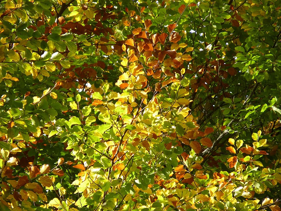 Beech, Autumn, Leaves, Forest, Tree, october, fall foliage HD wallpaper